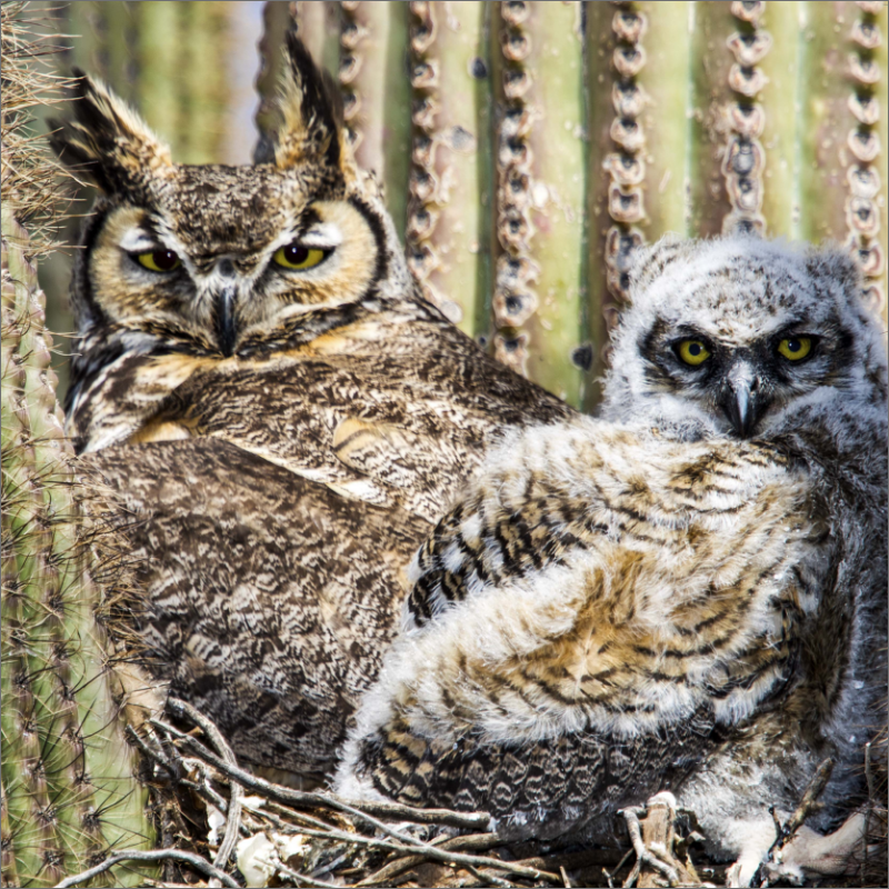 Great Horned Owls on the Maricopa Trails